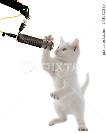 kitten at the microphone isolated on white background kitten at the microphone isolated on white background 143982350