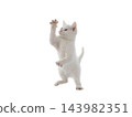 White kitten standing on its hind legs isolated on white background 143982351