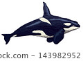 Orca whale or sea mammal predator species. Traditional fully hand drawn engraving of a biggest 143982952