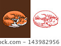 The fox sleeping. Animal with fluffy tail. Forest ginger beast. Curled up. Vector Engraved hand 143982956
