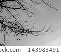 單色背景圖，灰色的天空，周圍環繞著稀疏的樹葉。 143983491