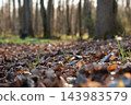 Dry fallen autumn leaves on forest floor with blurred trees 143983579