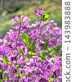 Flowers of Murasakihanana 143983888