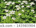 Flower of Ninnae 143983904