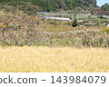 [Yamagata Shinkansen] The Limited Express Tsubasa passes through the autumn countryside of Niwasaka. 143984079