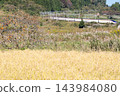 [Yamagata Shinkansen] The Limited Express Tsubasa passes through the autumn countryside of Niwasaka. 143984080