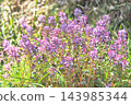 Murasakikeman flowers 143985344