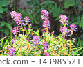 Murasakikeman flowers 143985521