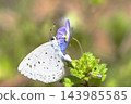 A Common Blue butterfly is feeding on nectar from a Veronica persica flower. 143985585