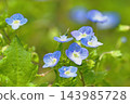 Flower of Ouninnu-noguri 143985728