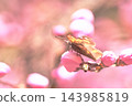 A female long-nosed butterfly perched on a peach bud. 143985819