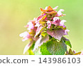 Flowers of Himeodorikosou 143986103