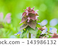 Flowers of Himeodorikosou 143986132