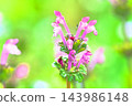 Hotokenosa flowers 143986148