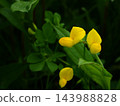 春天，荒川河畔盛開的蓮花黃色花朵 143988828