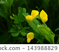春天，荒川河畔盛開的蓮花黃色花朵 143988829