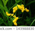 春天，荒川河畔盛開的蓮花黃色花朵 143988830