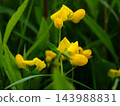 春天，荒川河畔盛開的蓮花黃色花朵 143988831
