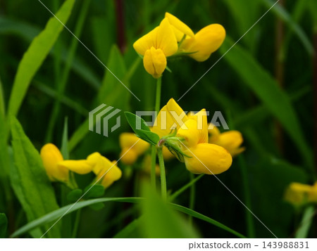 春天,荒川河畔盛開的蓮花黃色花朵 春天,荒川河畔盛開的蓮花黃色花朵 143988831