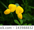 春天，荒川河畔盛開的蓮花黃色花朵 143988832