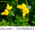 春天，荒川河畔盛開的蓮花黃色花朵 143988833