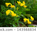 春天，荒川河畔盛開的蓮花黃色花朵 143988834
