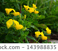 春天，荒川河畔盛開的蓮花黃色花朵 143988835