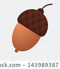 Autumn acorn isolated on white background. Cute brown acorn nut. Oak tree fruit. Autumn and thanksgiving icon 143989387