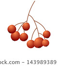 Autumn berries isolated on white background. Cute brown berries. Autumn and thanksgiving icon 143989389