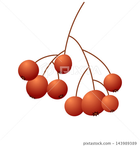 Autumn berries isolated on white background. Cute brown berries. Autumn and thanksgiving icon 143989389