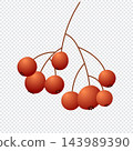 Autumn berries isolated on white background. Cute brown berries. Autumn and thanksgiving icon 143989390