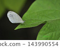 Butterflies of Southeast Asia: Black-spotted White butterfly in Vang Vieng, Laos 143990554