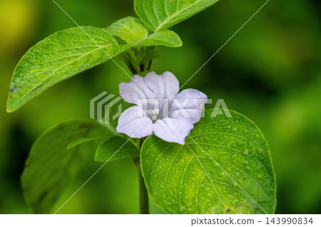 Close-up of a Wild Petunia blooming among green leaves with water drops. Pure natural floral beauty. Close-up of a Wild Petunia blooming among green leaves with water drops. Pure natural floral beauty. 143990834