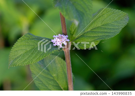Close-up of a small pink lantana flower cluster blooming on a stem with green leaves. Wild Lantana camara blossom in a natural garden. Close-up of a small pink lantana flower cluster blooming on a stem with green leaves. Wild Lantana camara blossom in a natural garden. 143990835