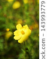  Kivanacosmos 143993779