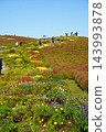 Kochia and autumn flowers 143993878