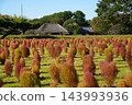 Kokia and the old private house 143993936