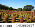 Kokia and the old private house 143993937