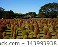 Kokia and the old private house 143993938