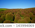 Kokia 143994069