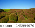 Kokia 143994070