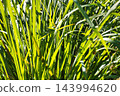 Lemongrass, herb, odarkaya, spice, grass, aromatic herb, lemon grass, lemon grass, tea 143994620