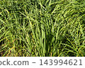 Lemongrass, herb, odarkaya, spice, grass, aromatic herb, lemon grass, lemon grass, tea 143994621
