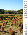 Kokia and the old private house 143995302