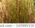 Autumn leaves Kokia 143995316