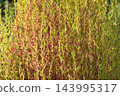 Autumn leaves Kokia 143995317