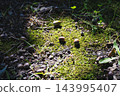 The fruit of the tree that fell to the ground 143995407