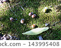 The fruit of the tree that fell to the ground 143995408
