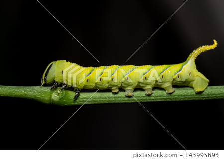Green Hornworm Caterpillar Crawling on Stem with Black Background. Green Hornworm Caterpillar Crawling on Stem with Black Background. 143995693