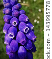 detail of grape Hyacinth flower 143995778